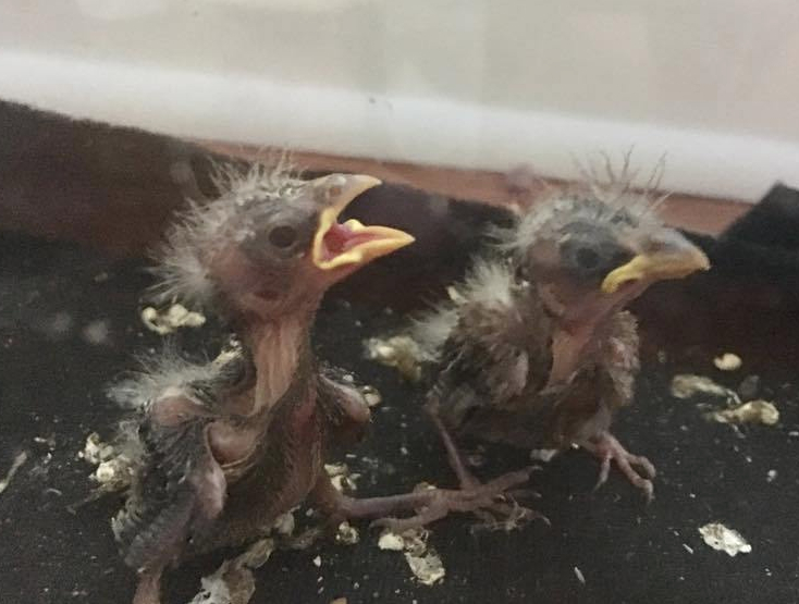 The Bird You Cannot Change